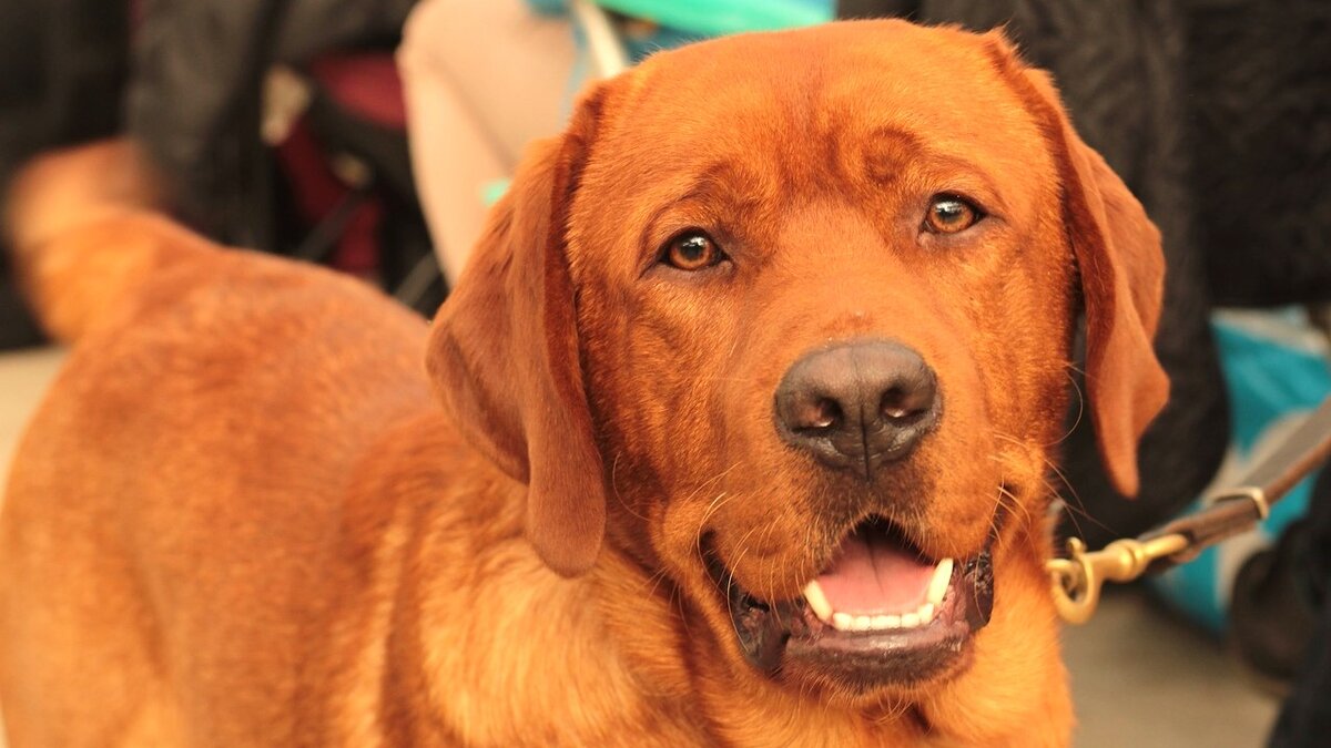 собака с поднятой лапой. подними собаку. собака метит территорию. собака задирает лапу. собака машет лапой.