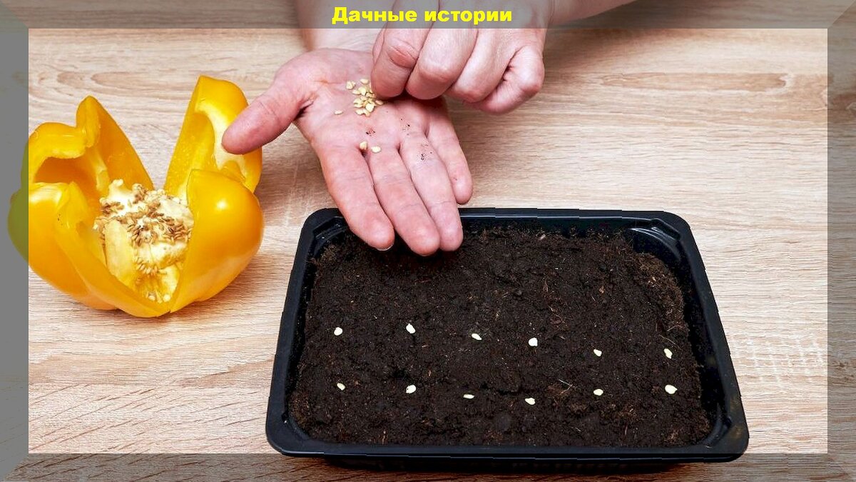 https://vk.com/photo-159774511_457264112
