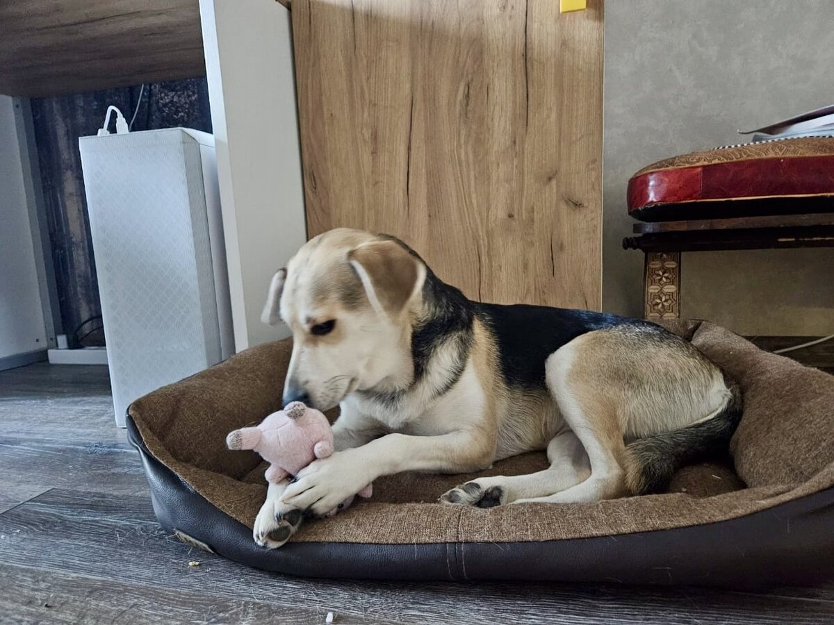 Кошечка. День домашних животных. Шарпей. Забавные домашние животные. Забавные кошки и собаки.