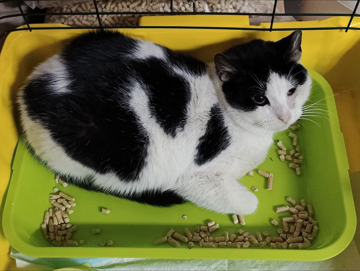 Что делать если кот сильно. Линька у кошек. Вычесать кота. Для вычесывания кошек фурминатор. Для вычесывания подшерстка у кошек.