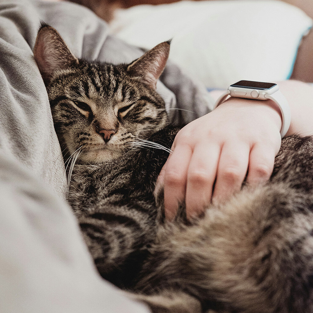 Что может быть проще: купить фитнес-браслет и погладить кота. 
Photo by Chris Abney on Unsplash