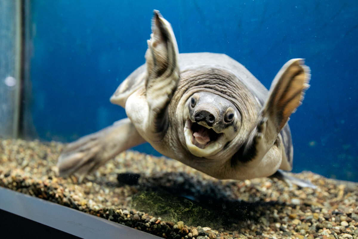    Увлекательные истории о жизни экзотических животных в эколого-биологическом центре в Сургуте