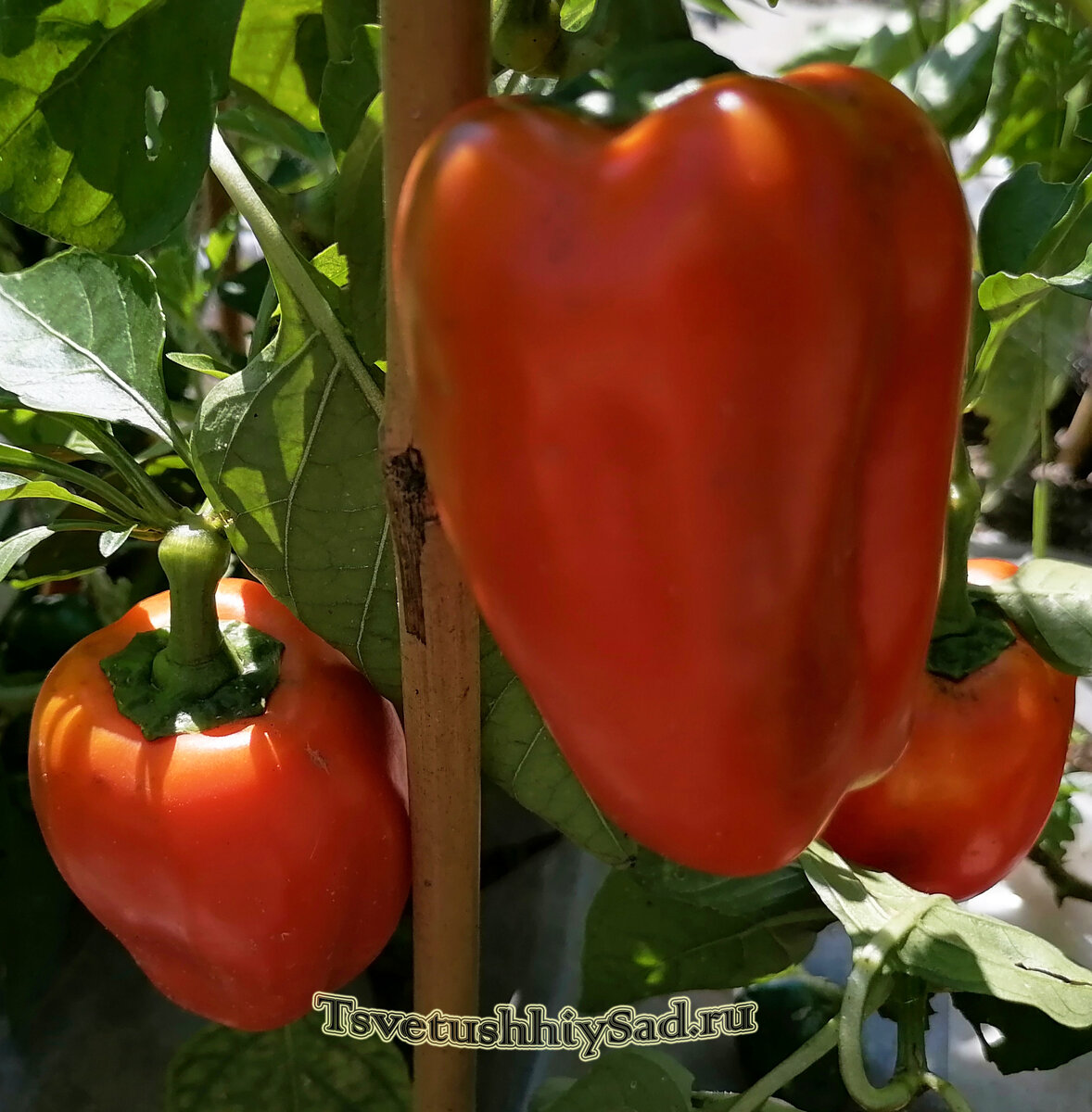 Перец сладкий "Оранжевый бык"