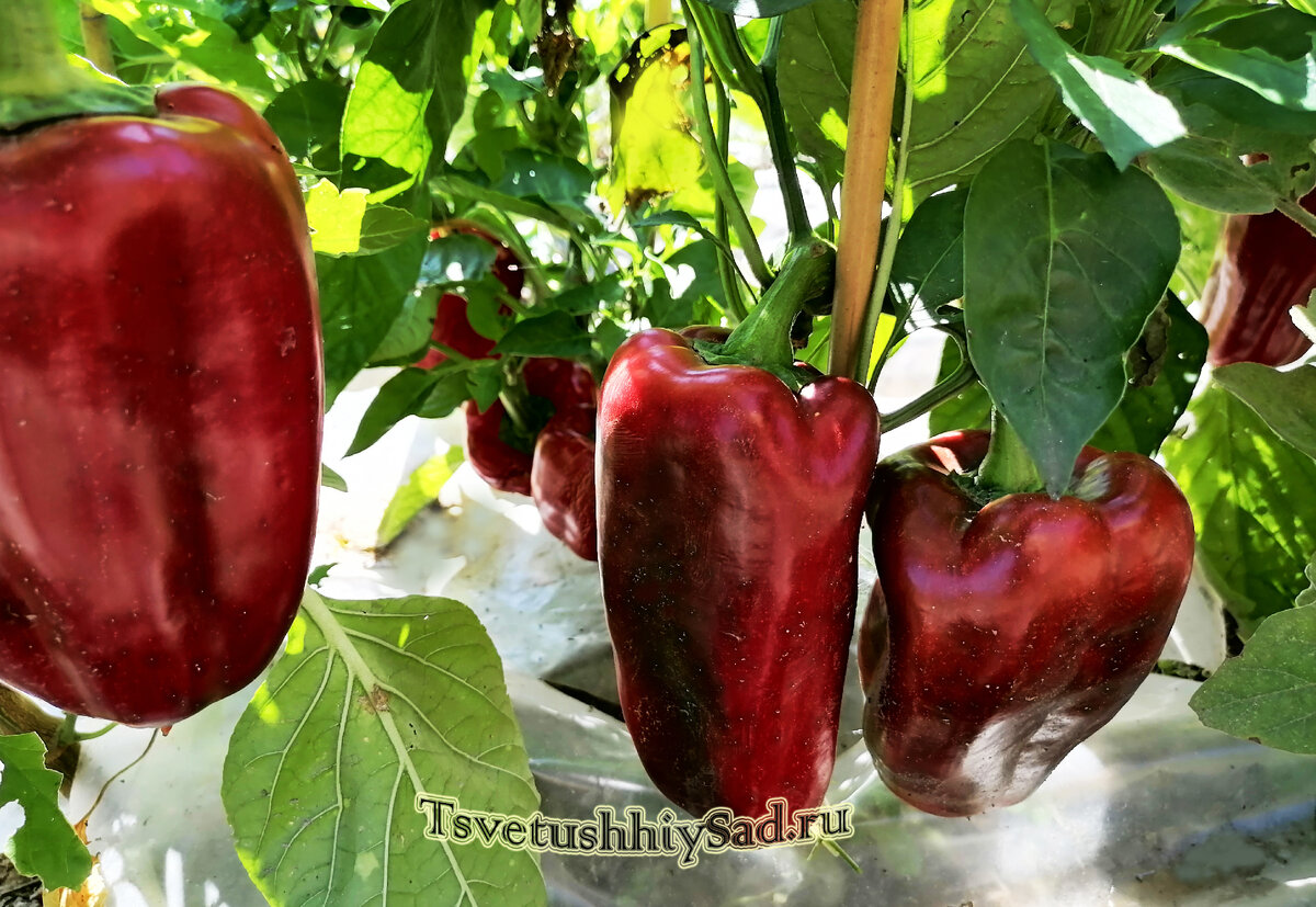 Перец сладкий Испанский бык