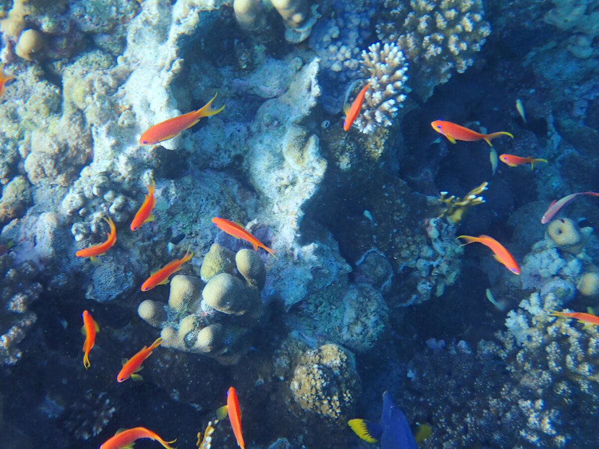 места богатые водой. джоли отель мальдивы. отель one and only дубай. места богатые водой. виллы soneva jani, мальдивы.