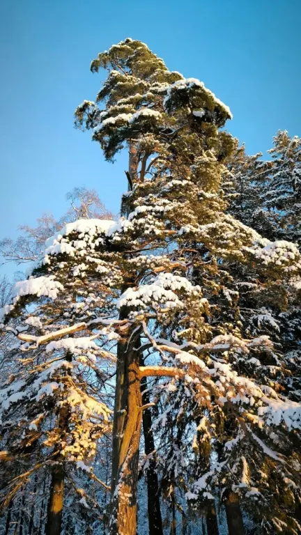 Шуваловский парк зимой Фото: https://vk.cc/cuCHv8