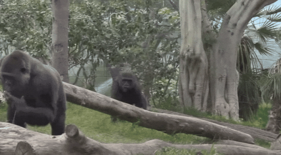   Isabelle Laumer, PhD / YouTube