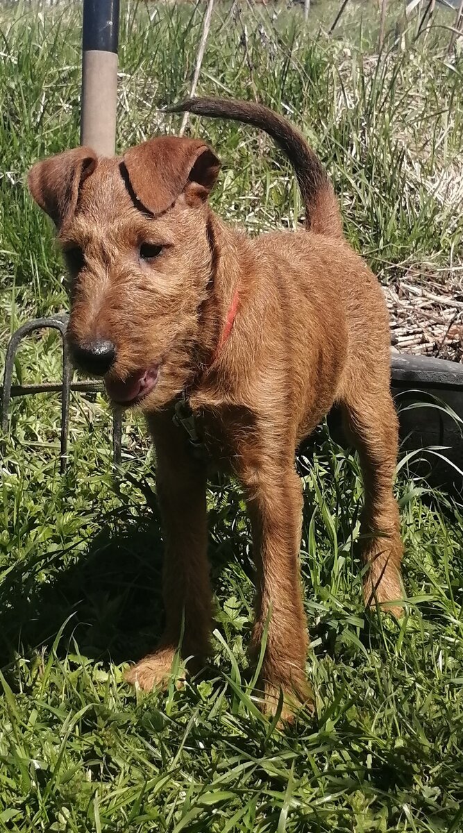 Щенок ирландского терьера в три месяца