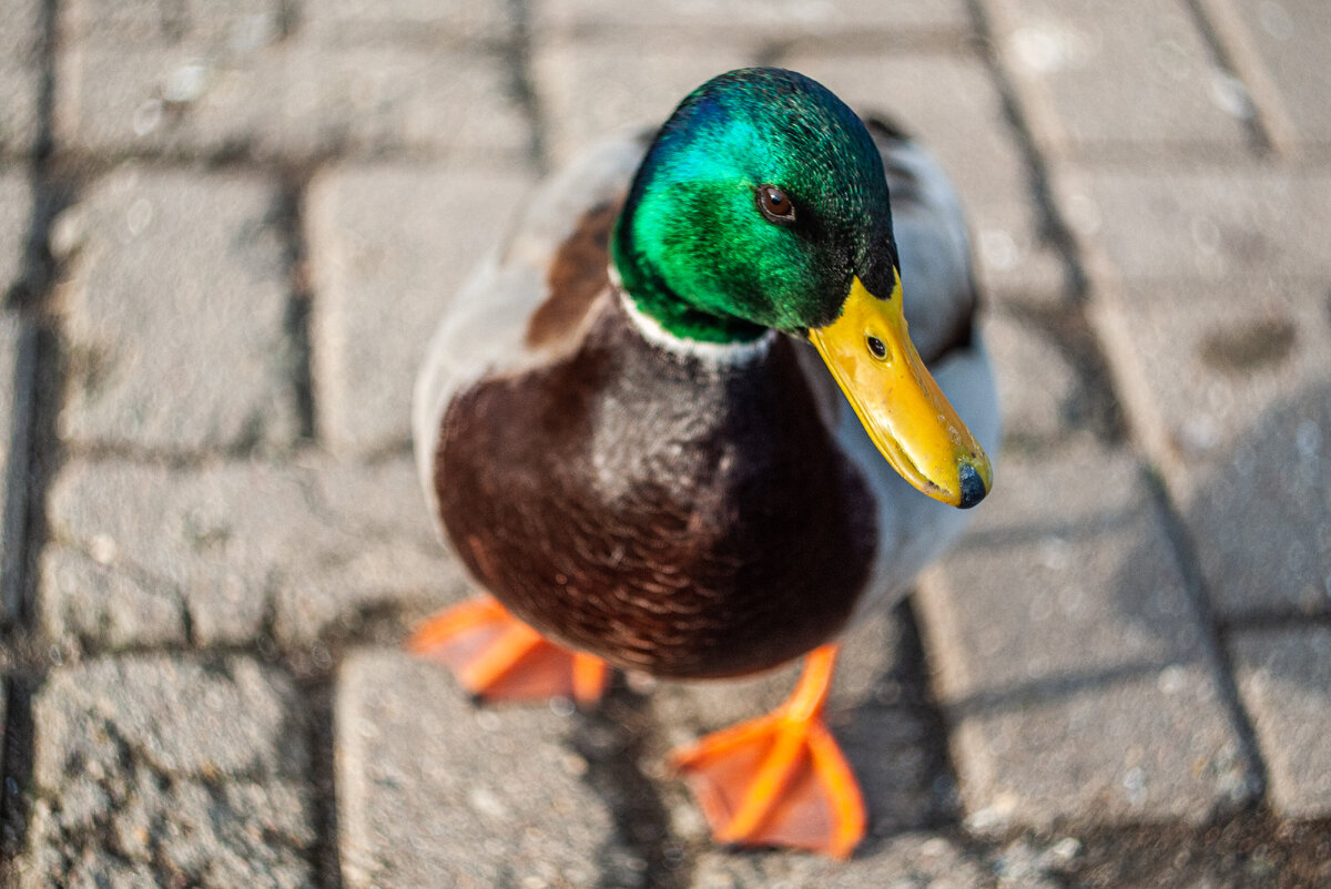 Panasonic Lumix GX1 + Helios 44-2