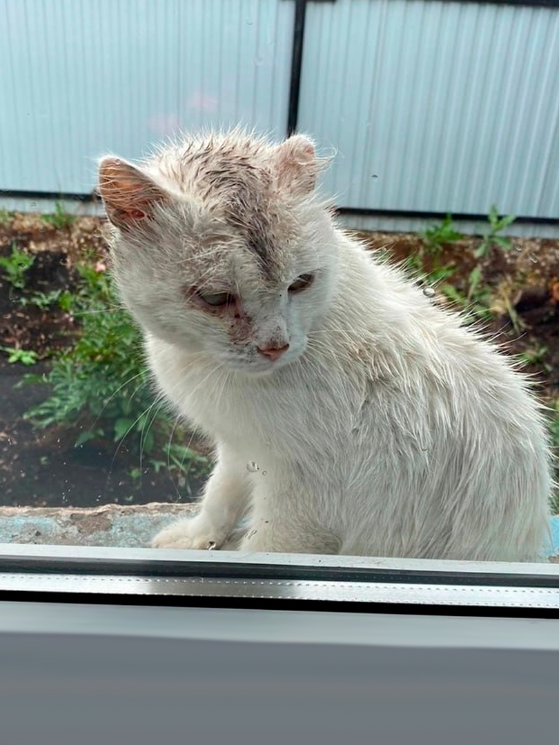 Чумазый и пугливый.