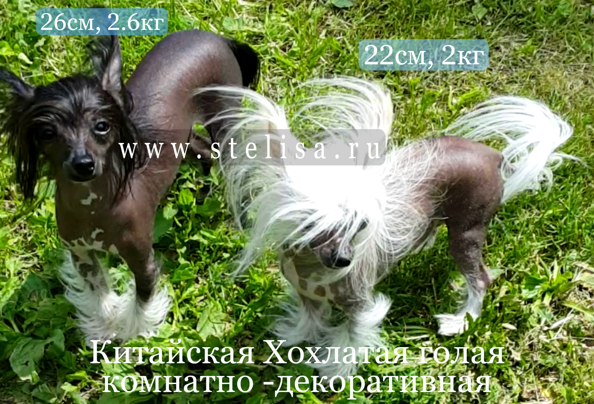 Chinese crested dog hairless