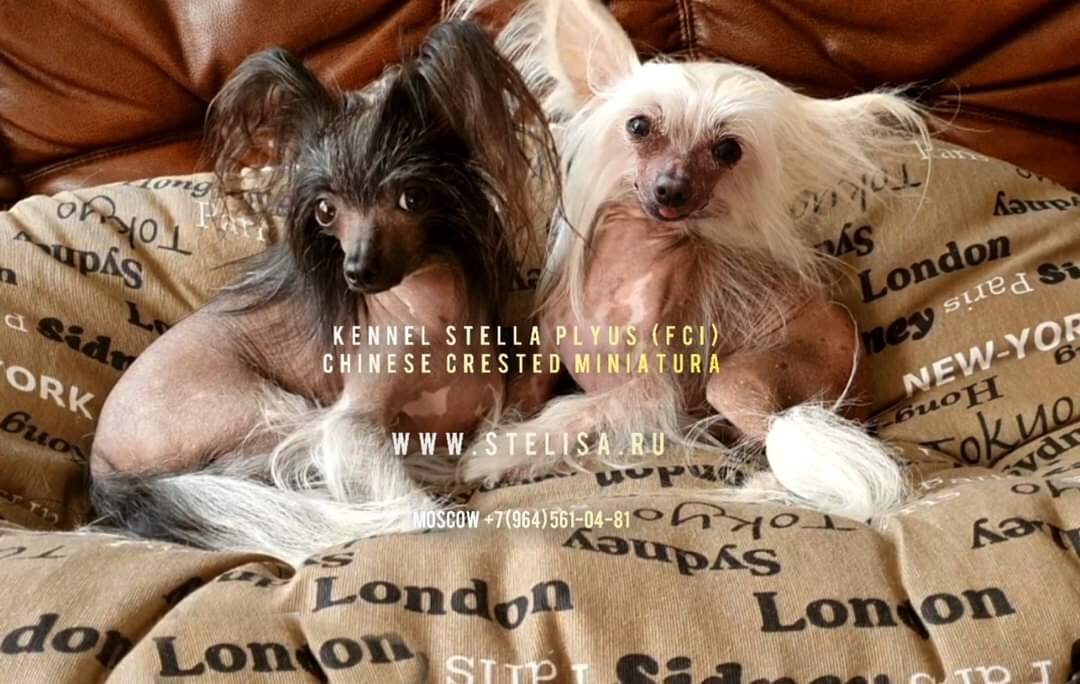 Stella Plyus Chinese Crested dog since 1996year