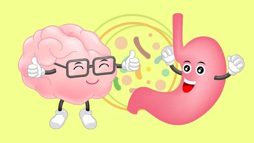 здоровый желудок или пищеварение