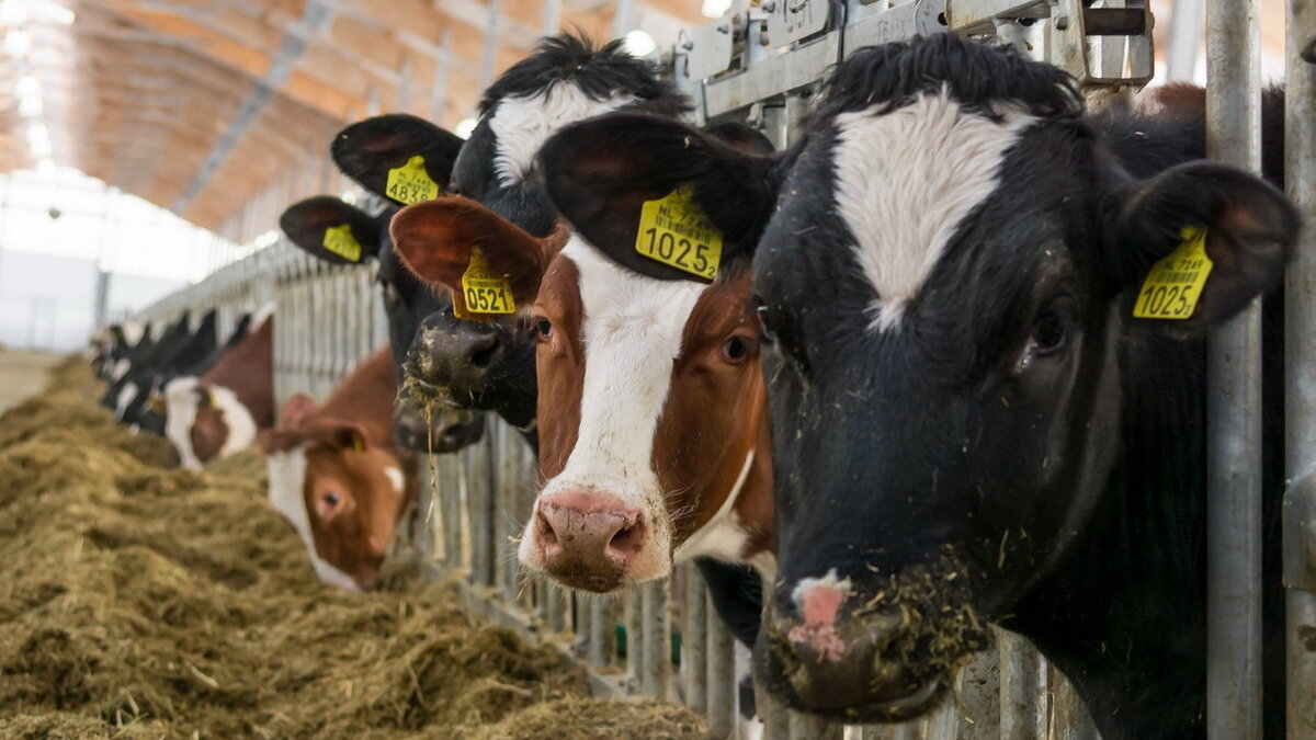 Фото: архив ИД «Пресса»