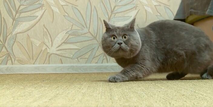 Фото: скриншот видео