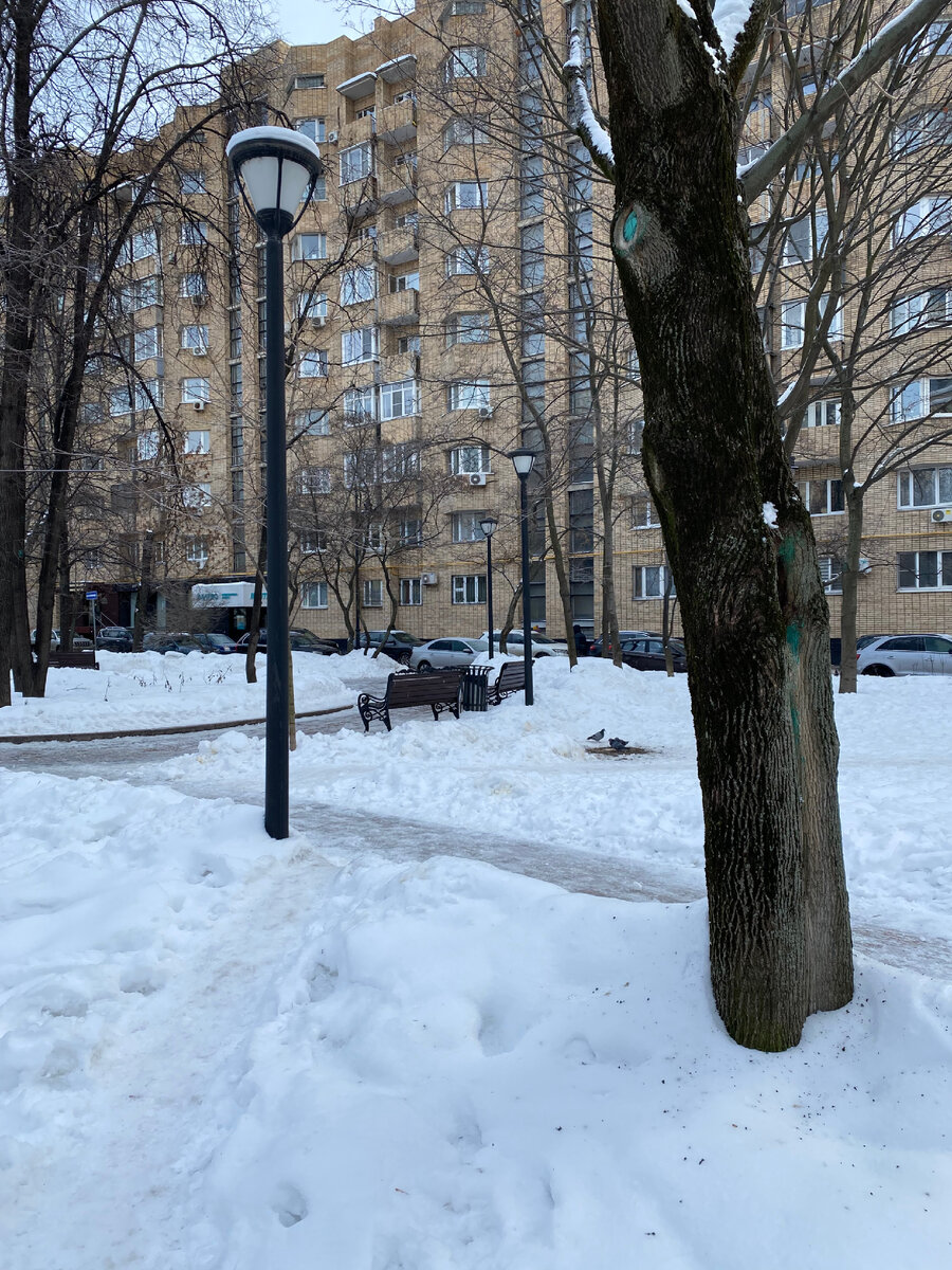 Голубиный перекус.