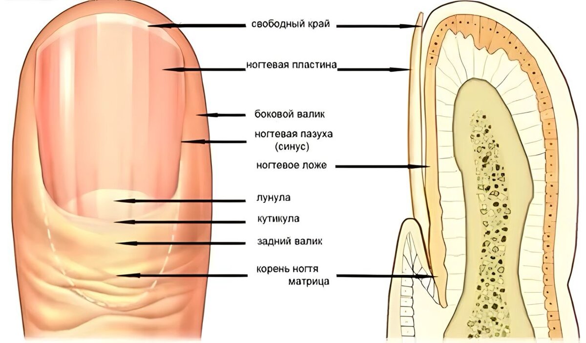 Обвисшие половые губы