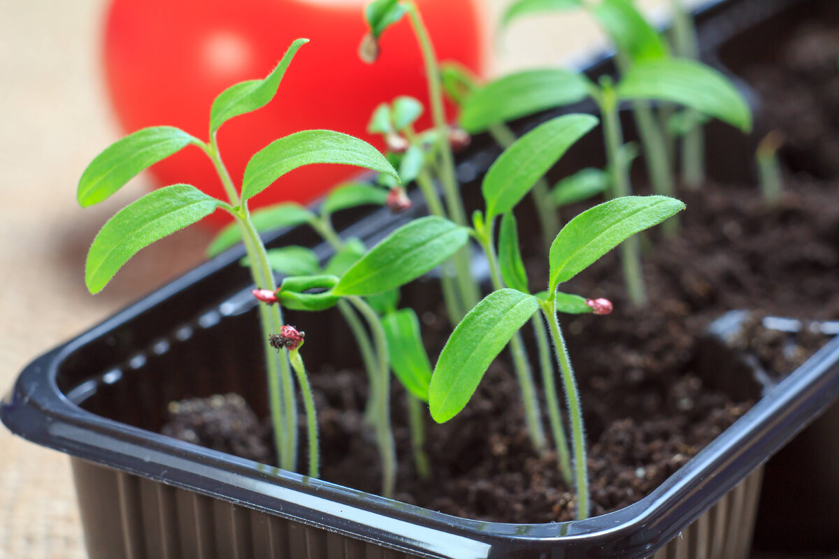     Когда сажать помидоры на рассаду по лунному календарю в 2024 году