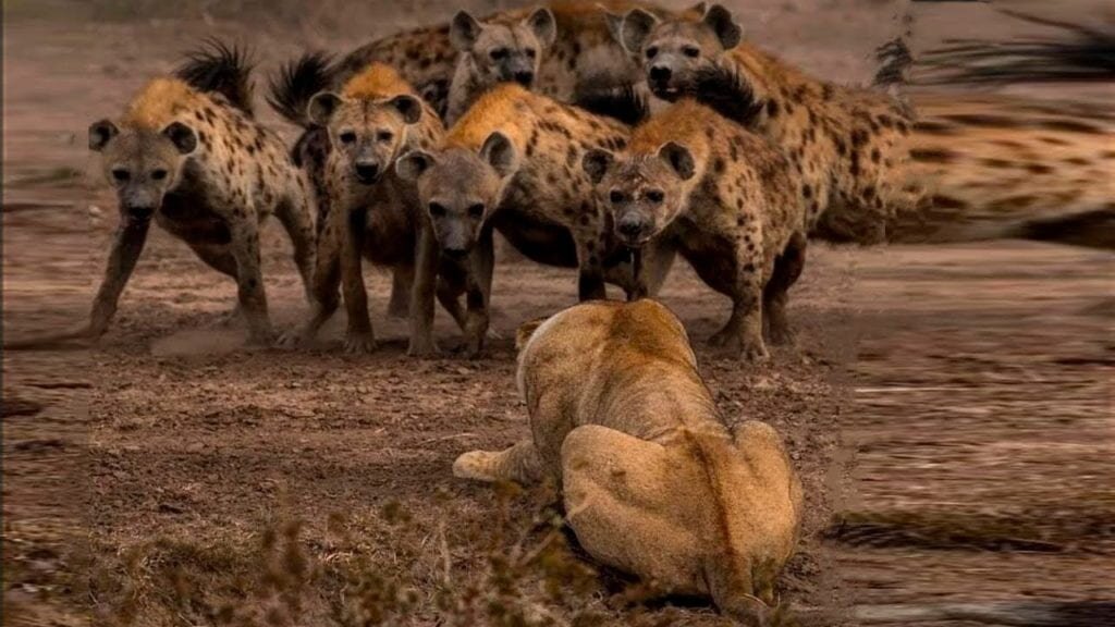 Картинки на рабочий стол лев. Panthera leo persica. Сенегальский лев. Лев в лучах солнца. Зоопарк артис.