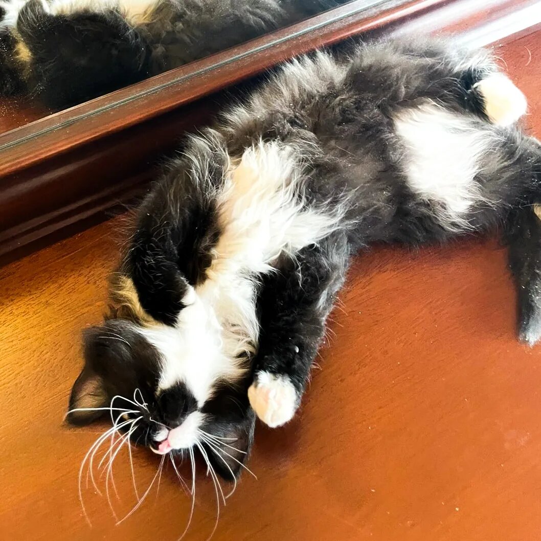 белый котенок дома. домашние котята белые. красивые котята. белый котенок дома. белый котенок дома.