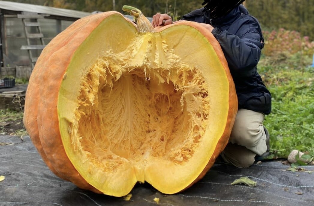 Говорит, что тыква вырастет вот такая ☝🏻