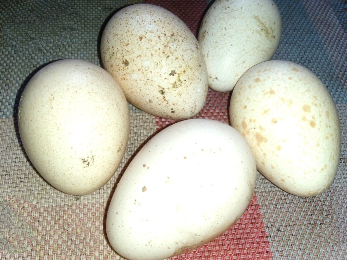 Если у вас в холодильнике есть яйца, хоть куриные, хоть индюшиные, вы сможете побаловать себя котлетами. И мясо не понадобится!