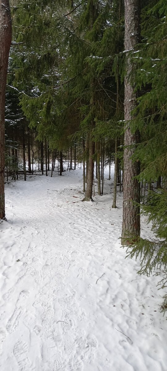 Гуляю по лесу, стараюсь отвлекаться