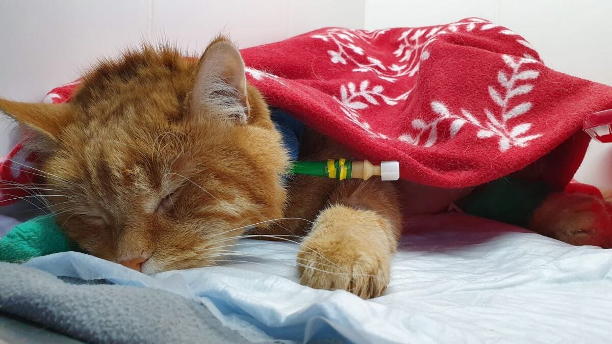 Реальный пример установки эзофагостомы