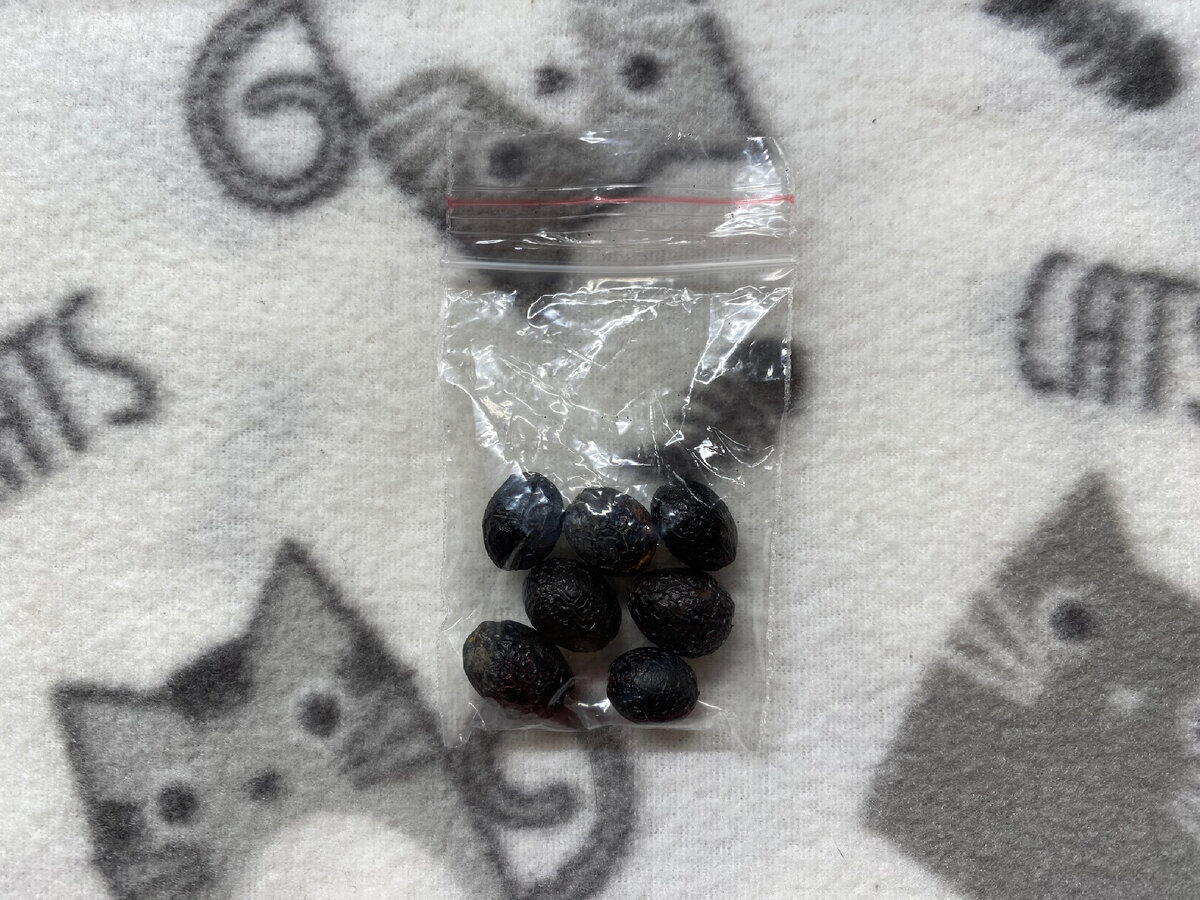 Вот в таком пакетике были семена