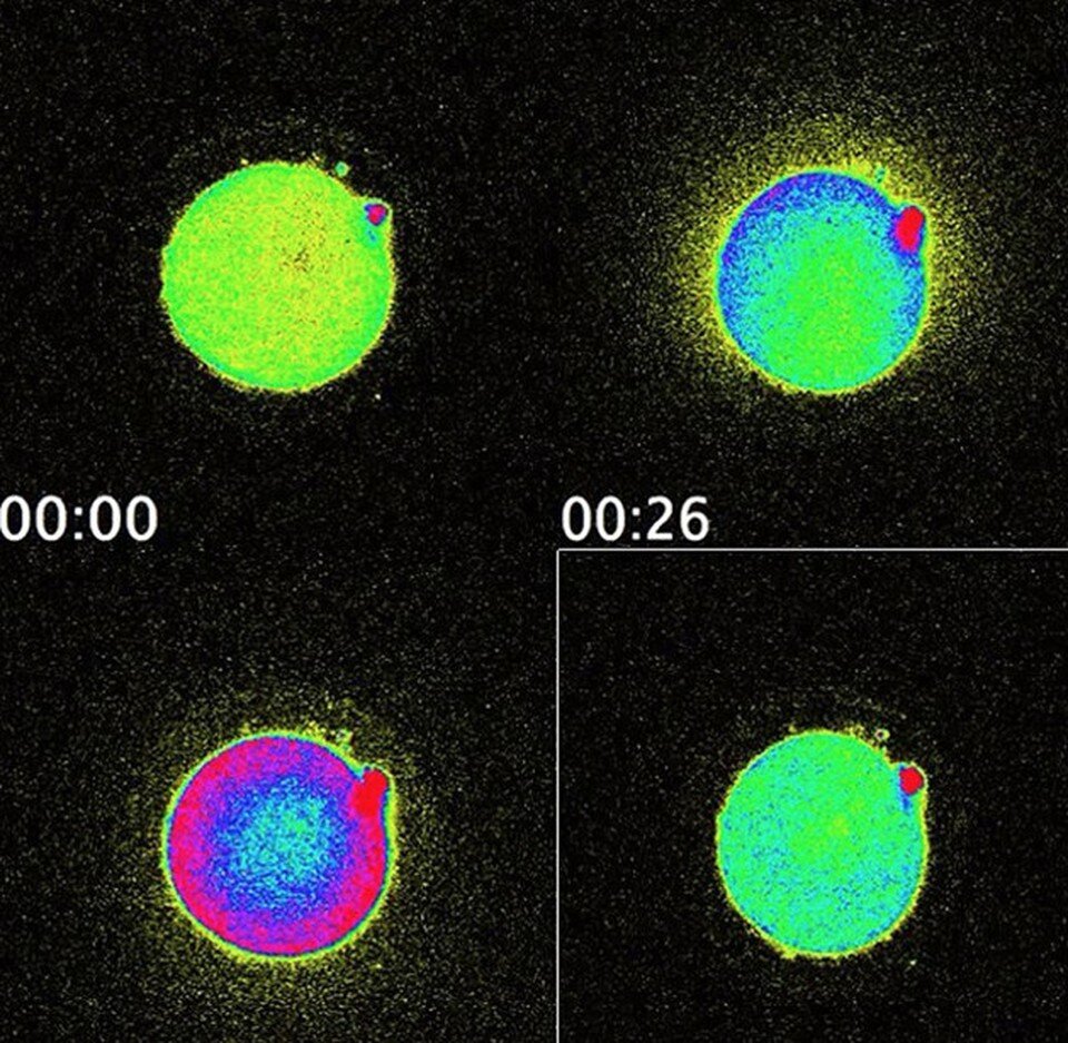    Свечение яйцеклетки свидетельствует о том, что оплодотворение произошло.