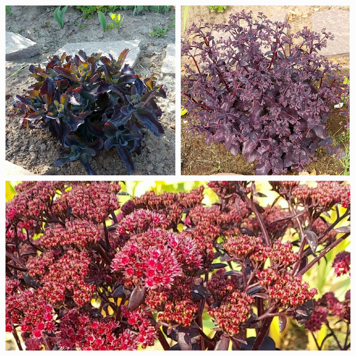 Очиток наибольший 