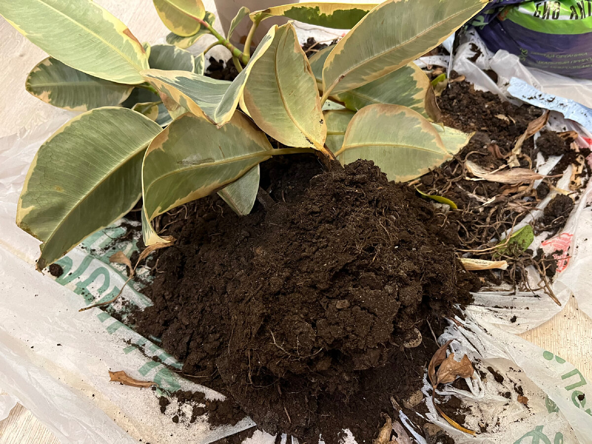 посадка роз. когда можно пересадить место. посадка роз осенью в открытый грунт. жимолость корневая шейка. рододендрон мульчировать.