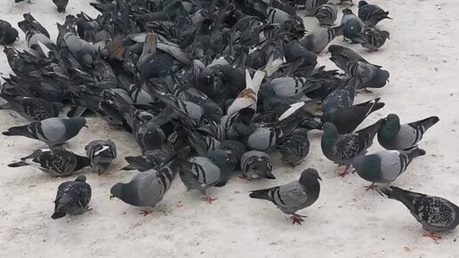 Сизый голубь городской. Мадейрский голубь. Пиджеон голубь. Голубь гуль. Голубь сизый диморфизм.