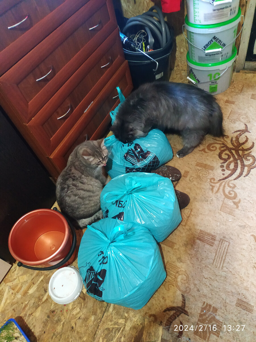 Маська и Макс дегустируют сухой корм