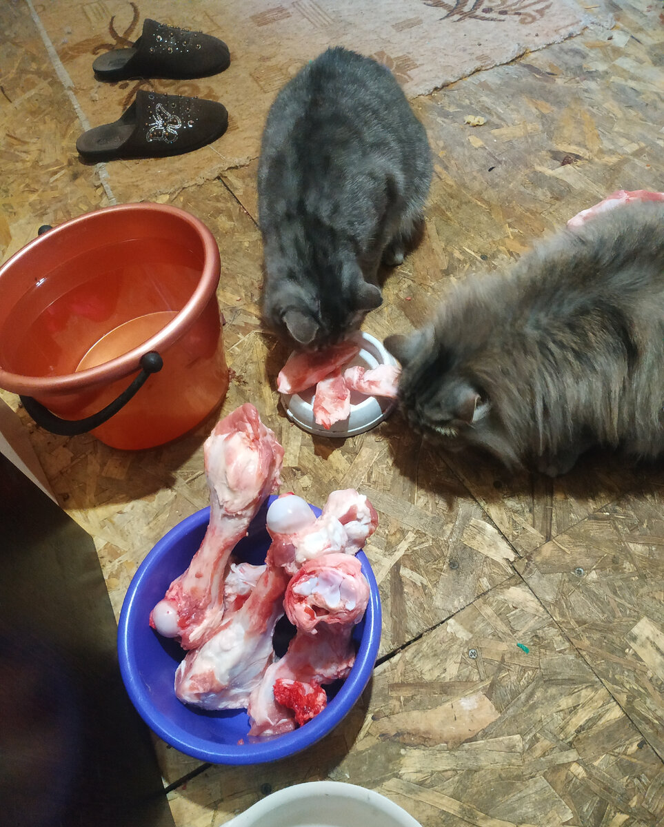 Барсик и Варя