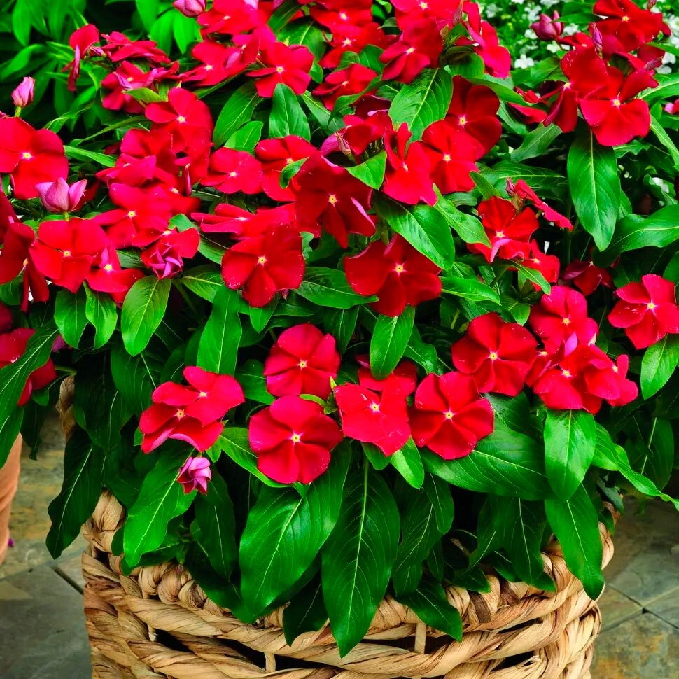 фото из свободных источников интернета