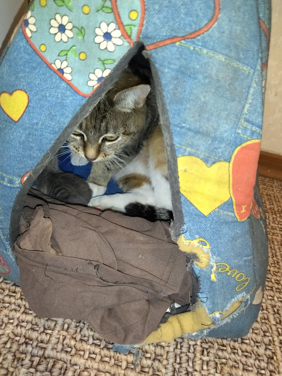 когда рождаются котята фото. кошка родила котят стихотворение. сегодня кошка родила котят. сегодня кошка родила котят. а у нас вчера кошка родила.