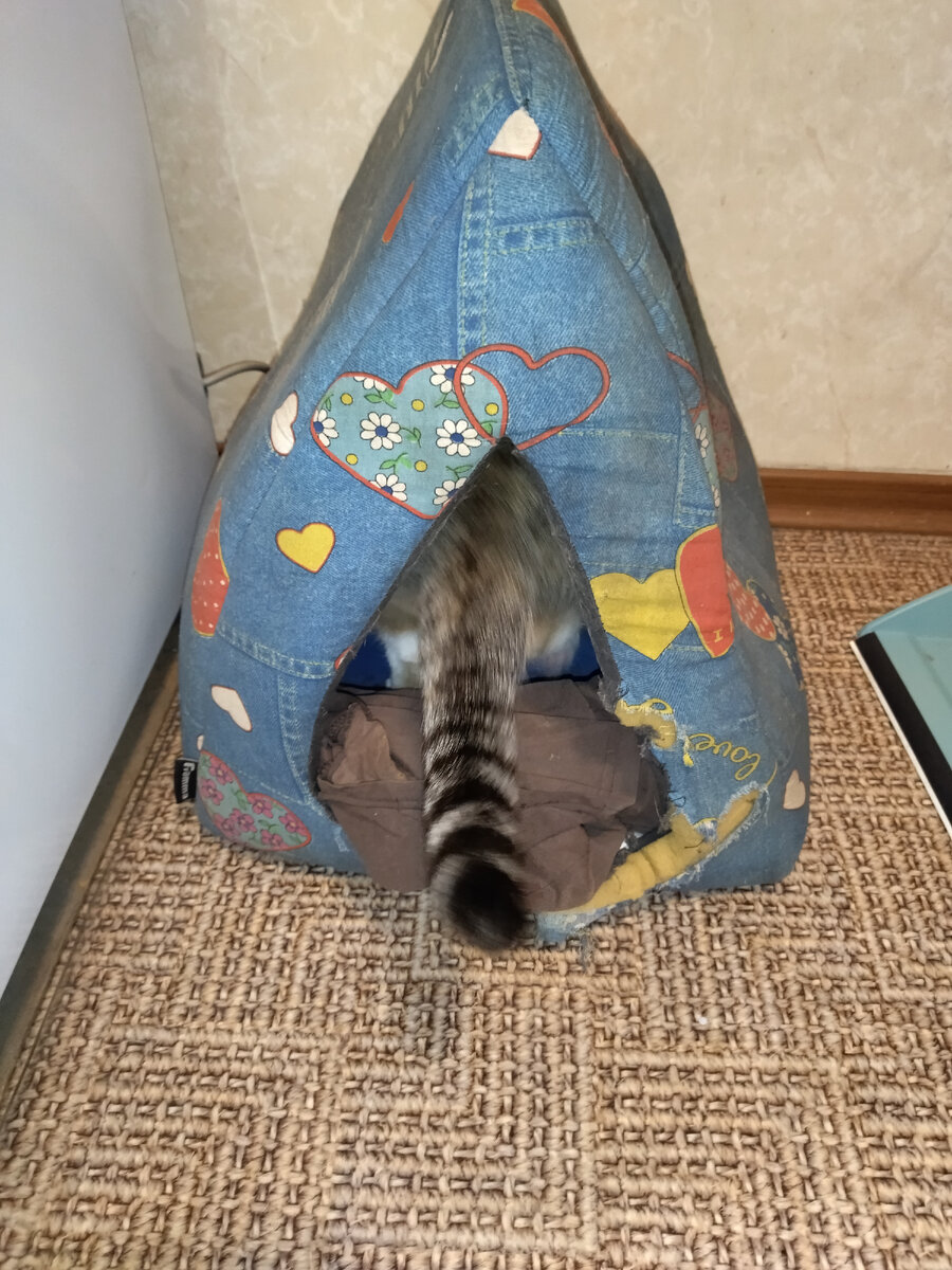 сегодня кошка родила вчера котят стих. сегодня кошка родила вчера котят стих. сегодня кошка родила вчера котят стих. стих а у нас сегодня кошка родила вчера. кошка родила котят стихотворение.