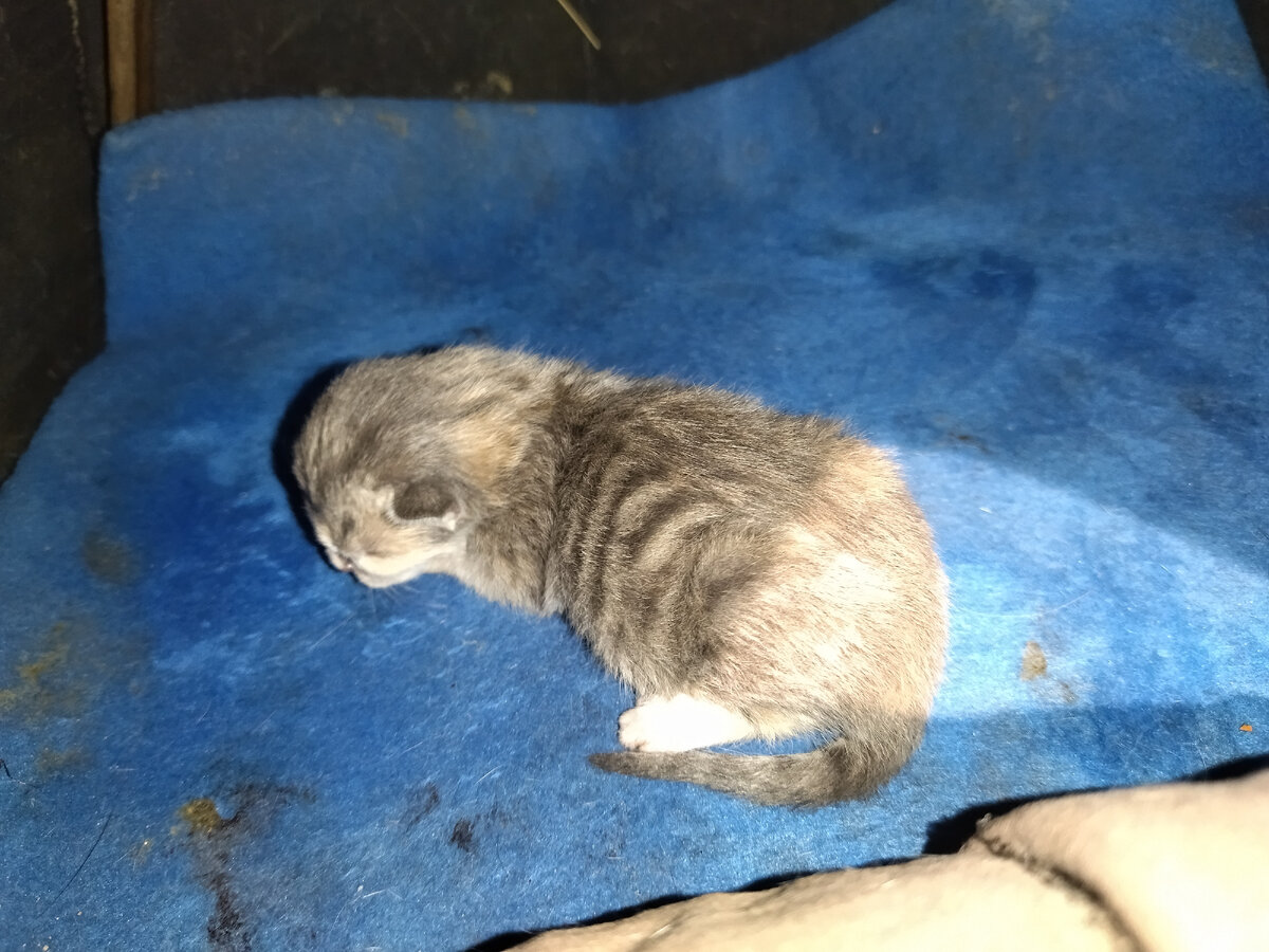 Рождение котят у кошки. Рождение котят у кошки