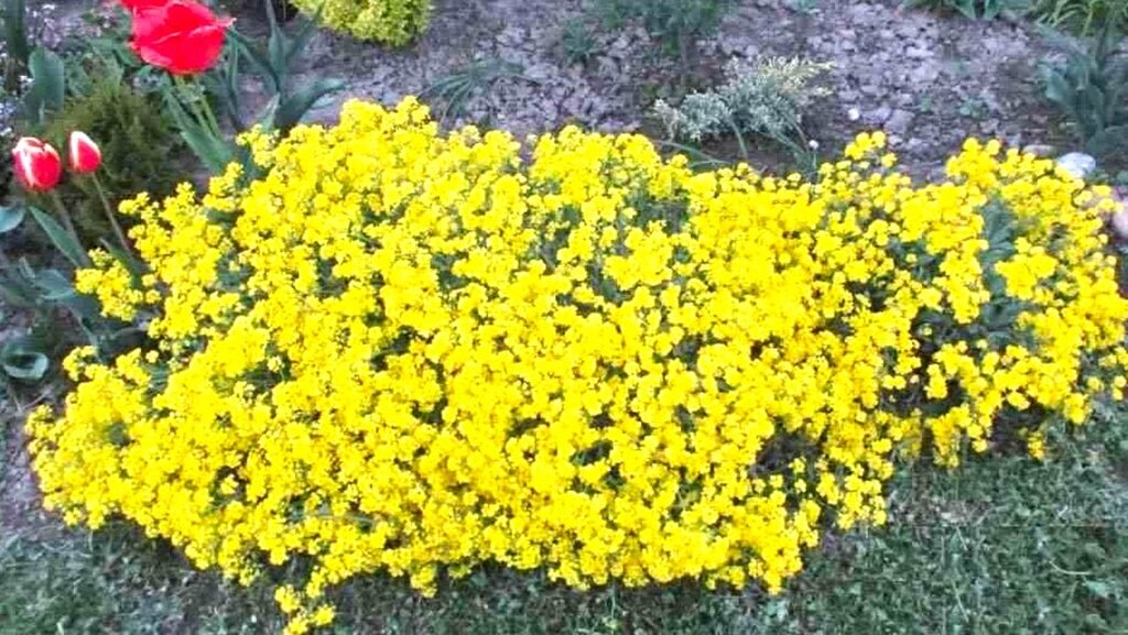 Алиссум скальный (alyssum saxatile). Алиссум скальный золотая. Алиссум скальный золотая. Алиссум скальный золотая. Алиссум бурачок скальный.