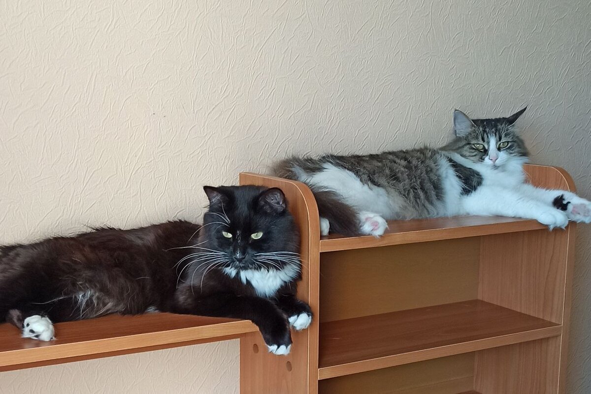 Коты из моего идеального дня: Ночь и Рыся.