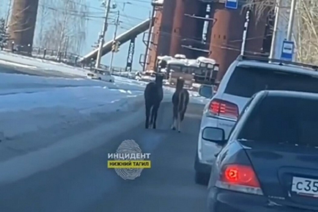 Инцидент Нижний Тагил / ВКонтакте Юлия Баталова  📷
