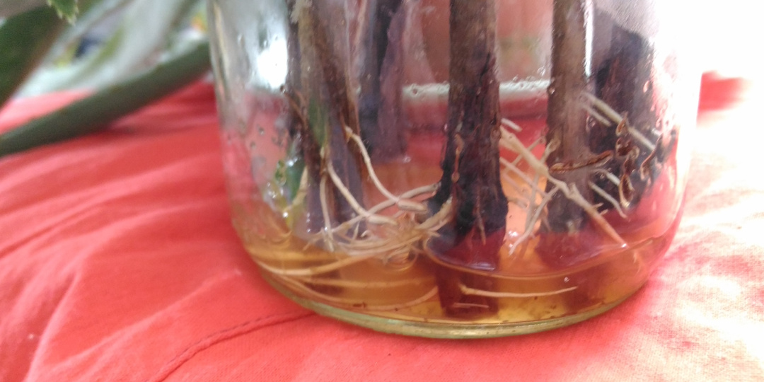 Проращивание черенков винограда. Менять воду или не надо?