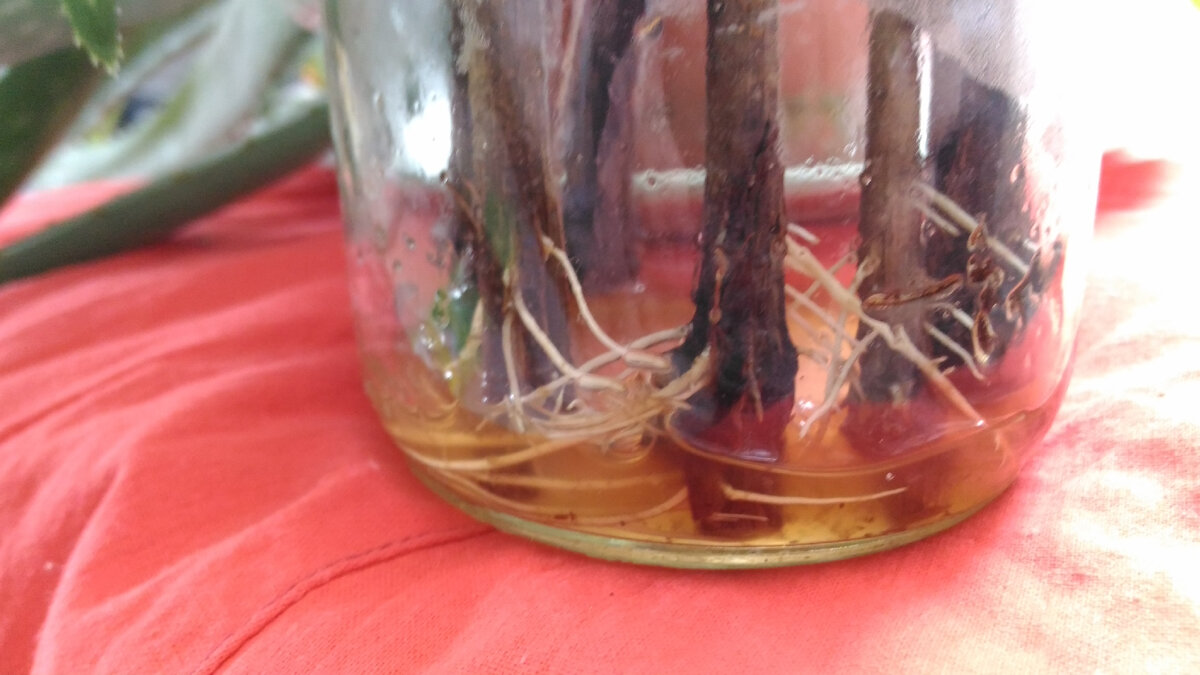 Окоренившиеся черенки по методу "Алоэ для ленивых" 