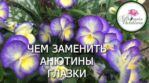 Мое открытие: лучше, чем анютины глазки