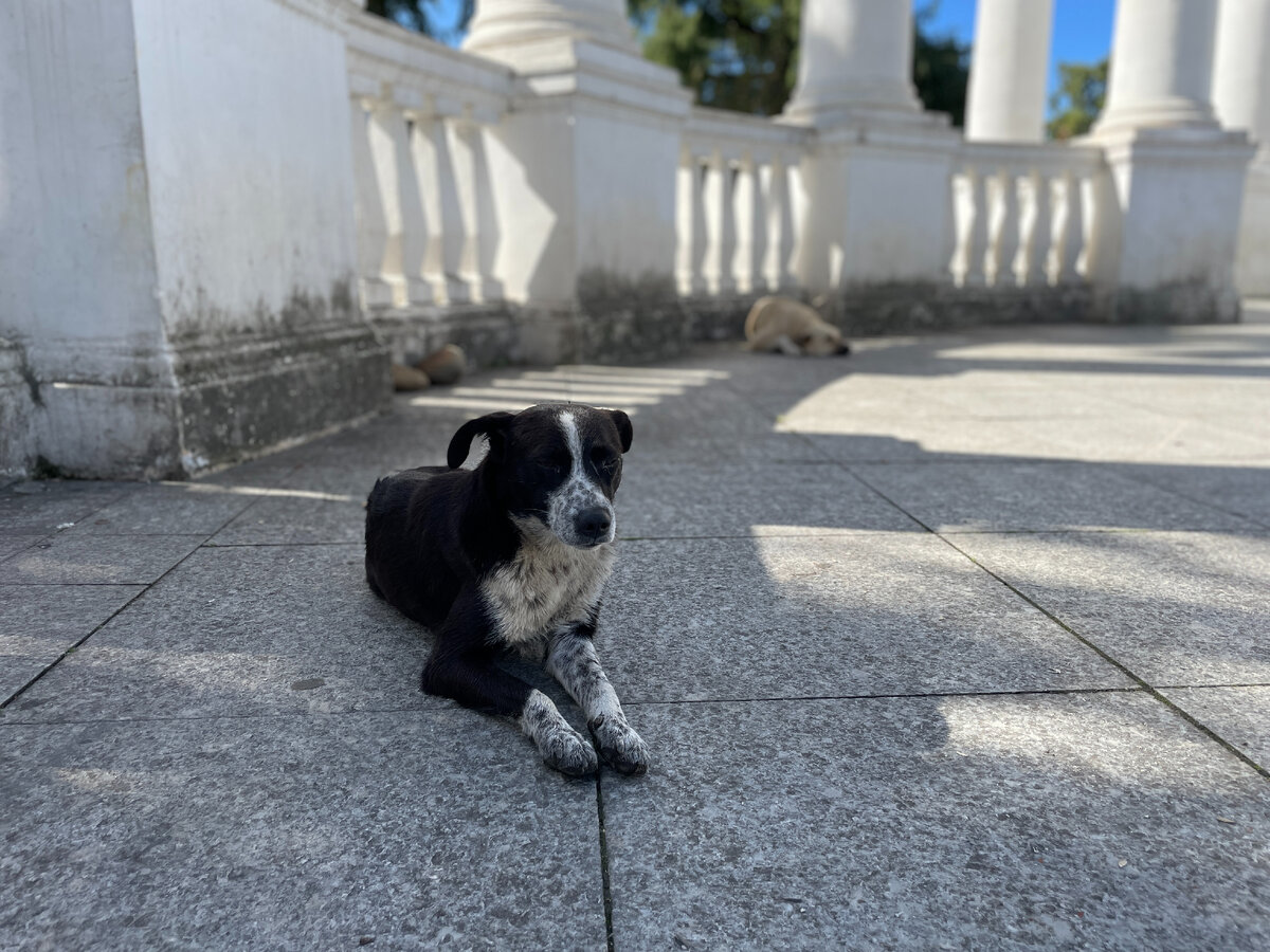 Бездомные собаки отдыхают в тени коллонады парка 6 мая. 