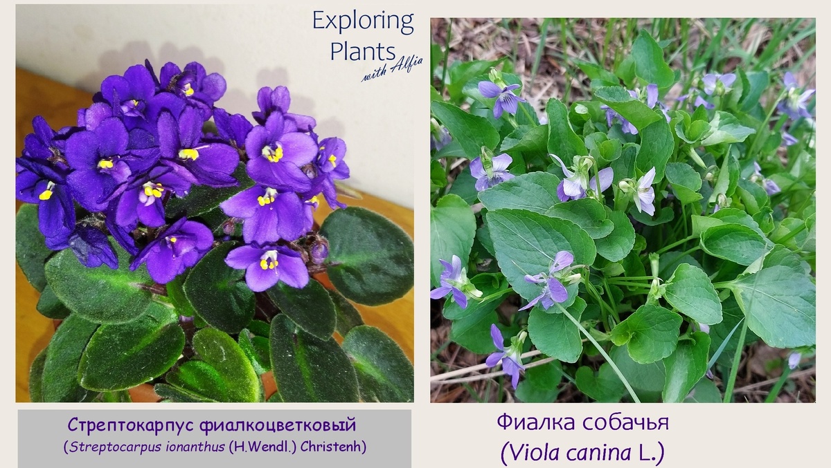 Сравнение стрептокарпуса фиалкоцветкового (Streptocarpus ionanthus (H.Wendl.) Christenh) и фиалки собачьей (Viola canina L.)