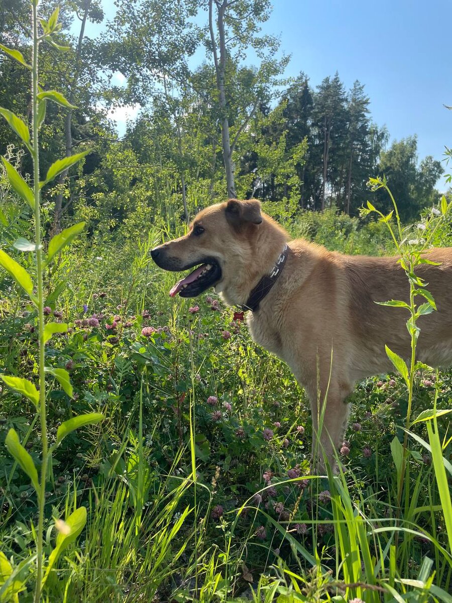 Пусть будут и летние фото, так хочется солнышка, а Рыжий такой яркий тут!