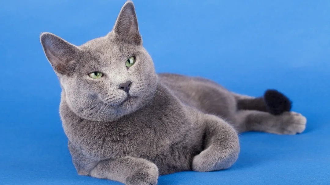Великолепная русская голубая кошка