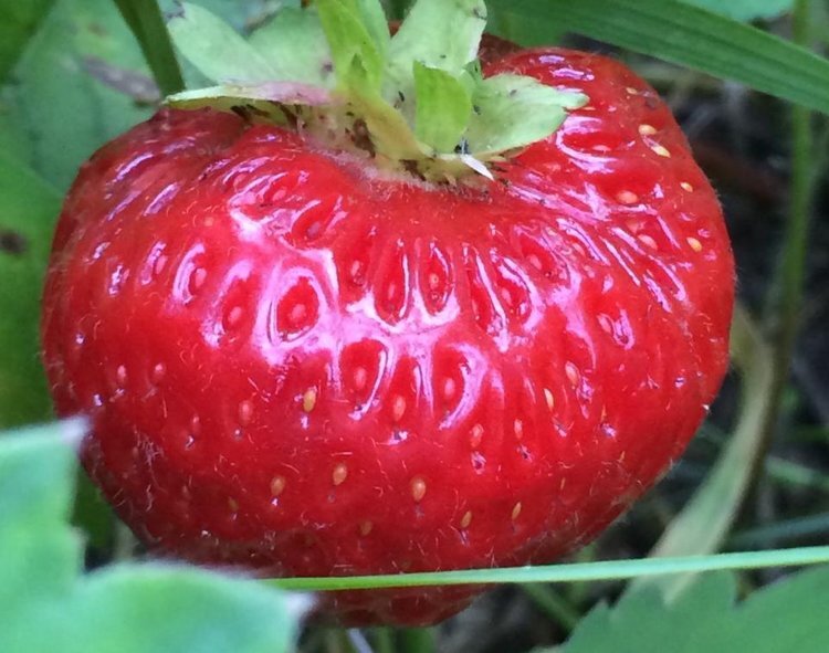    Биотехнологи из Мордовии совершили прорыв в улучшении вкуса ягод